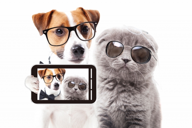 眼鏡犬と猫とスマホ