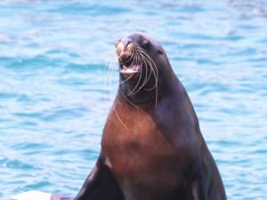 子供向け勉強アプリ『トドさんすう』は楽しみながら算数を学べる